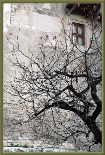 ALBERO