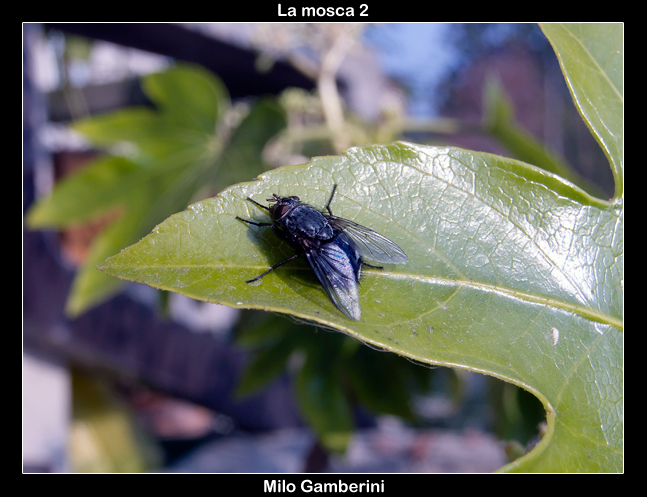La mosca 2
