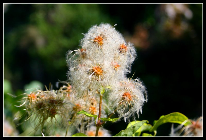 macro 2