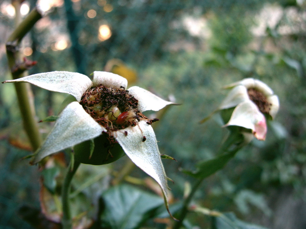 Fiori