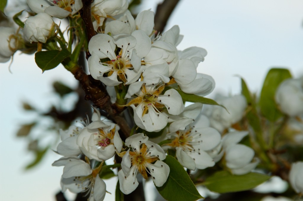 Sigma macro