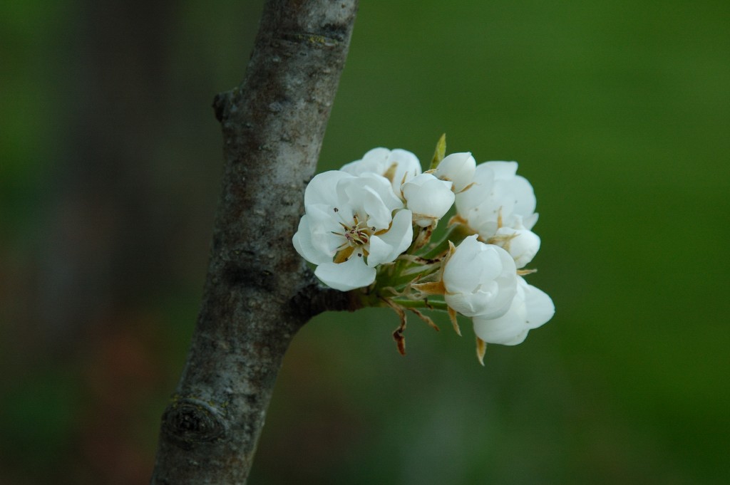 Sigma macro