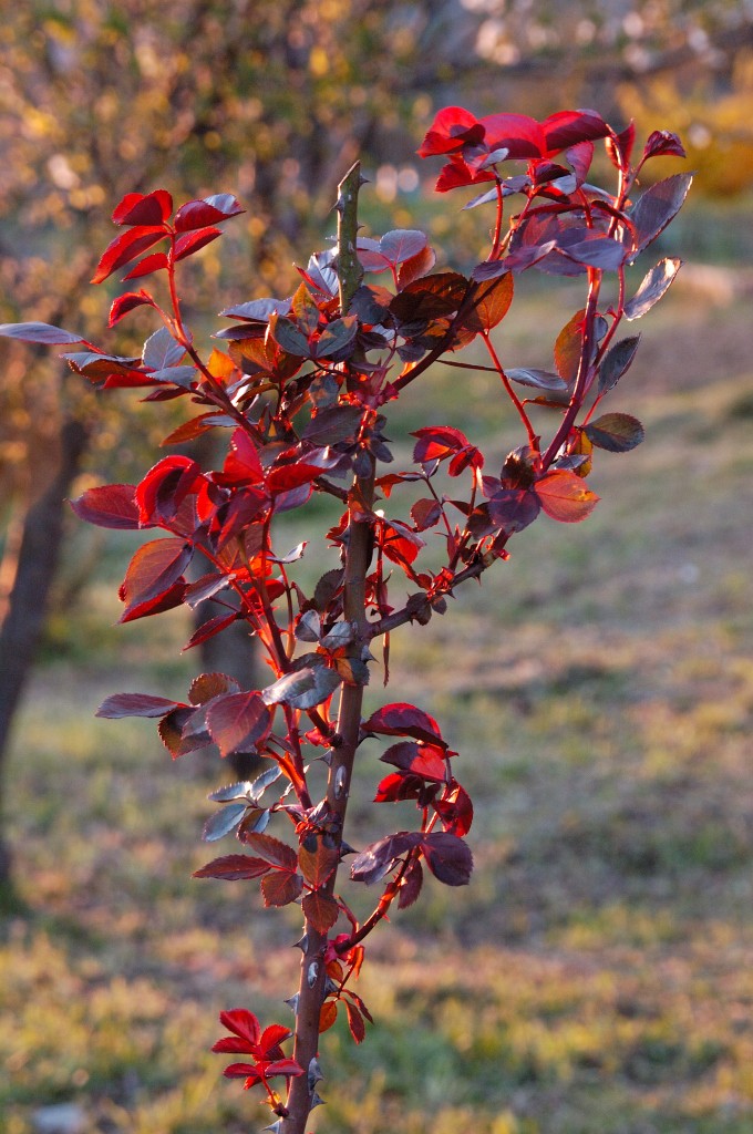 Fiori Sigma