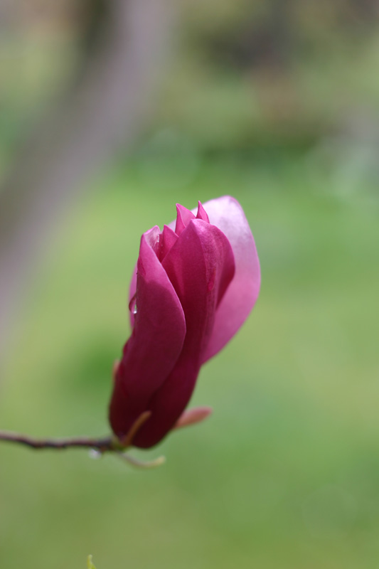 magnolia 2