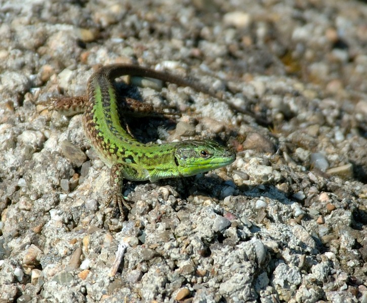 Lucertola