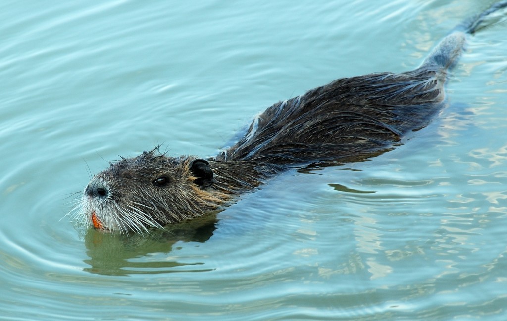 Nutria