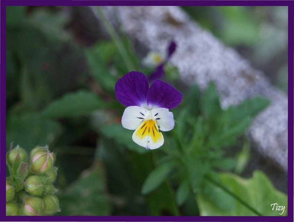 Fiore