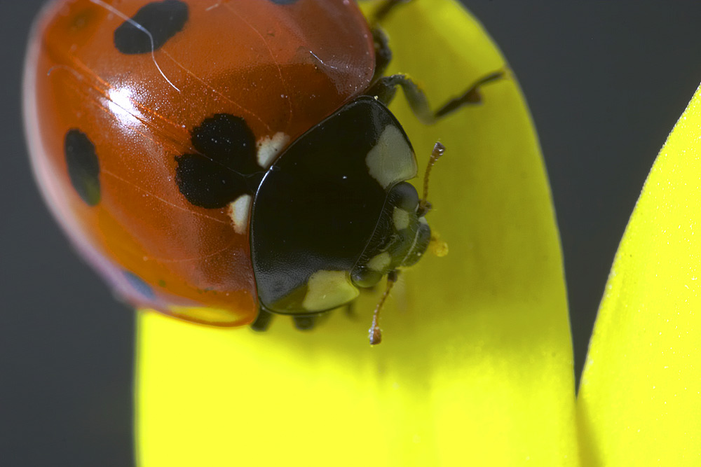 coccinella