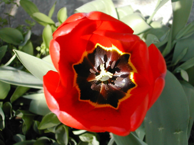 macro