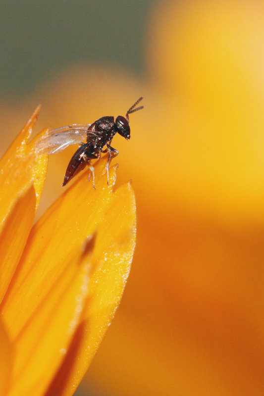 Eupelmus urozonus m.