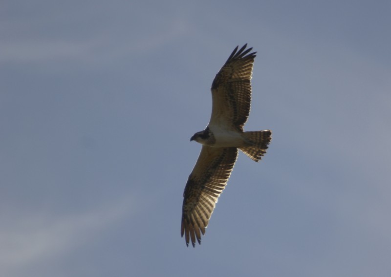 falco pescatore