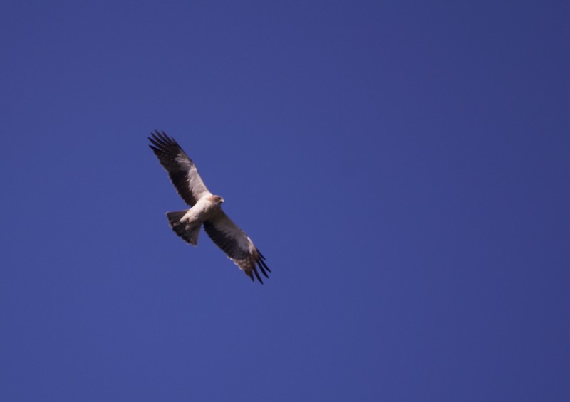 aquila minore