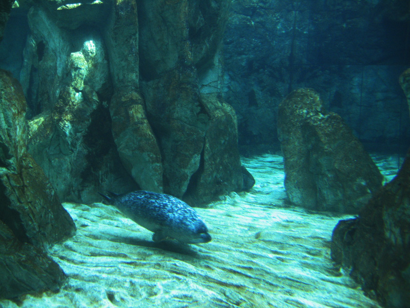 [GENOVA]: Foca