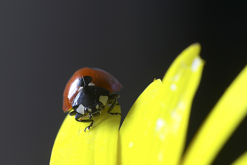 coccinella1