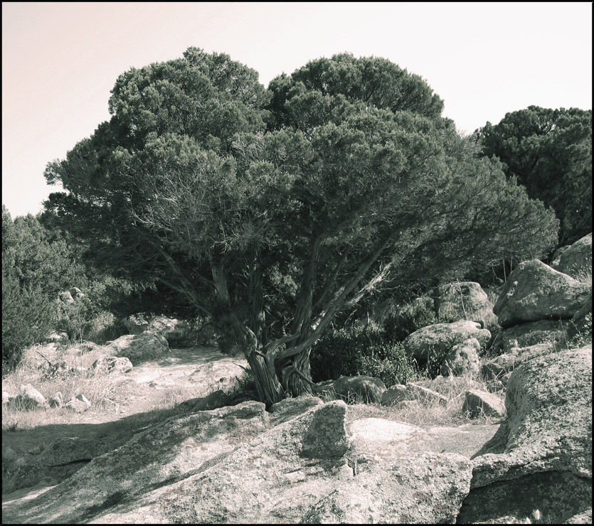 Solitario