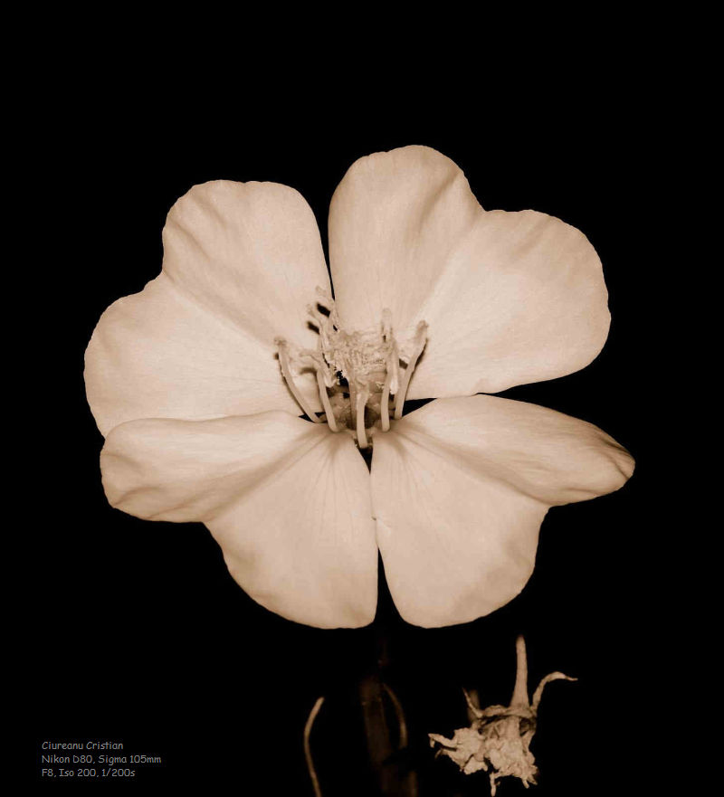 Fiore 025B/N