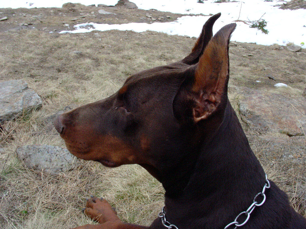 PILAR
