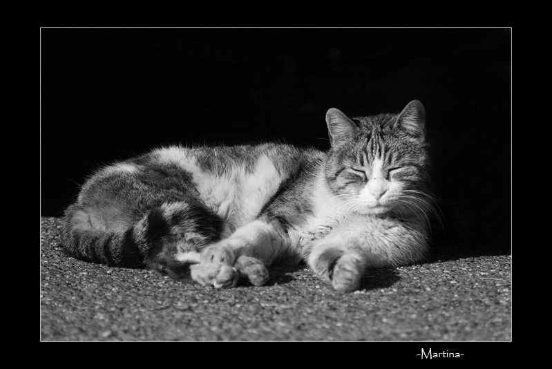 Micione 2