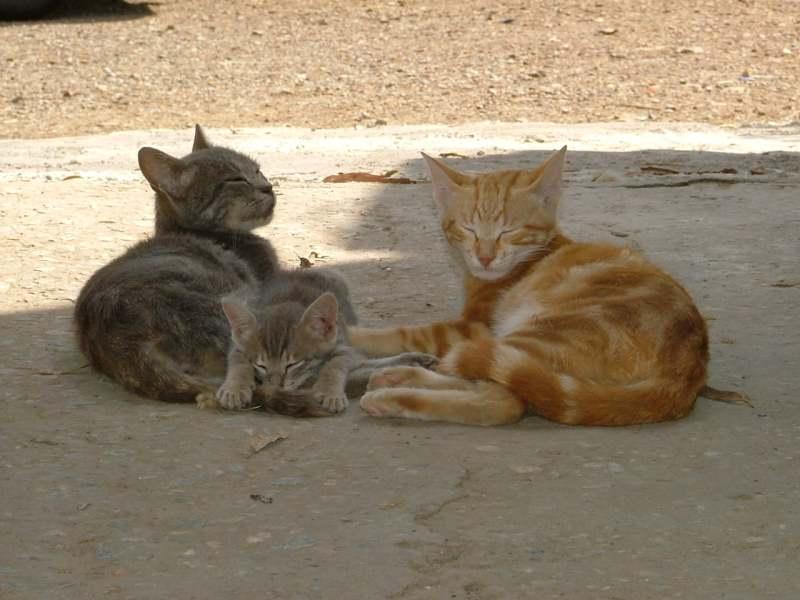 i miei gatti