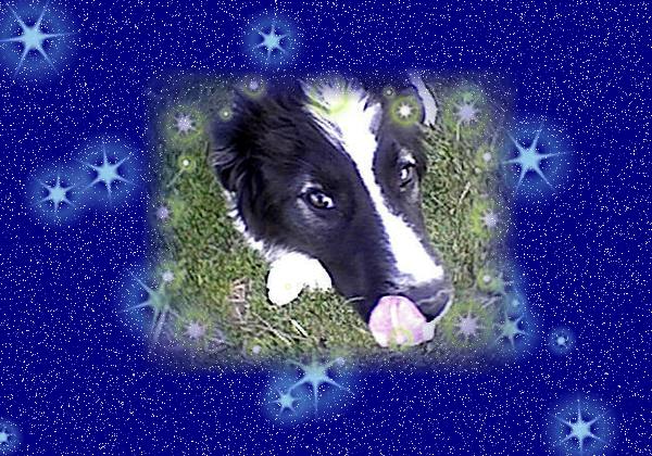 il mio cane