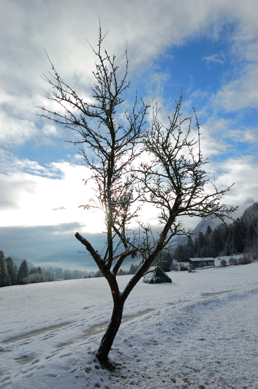 Albero Controluce