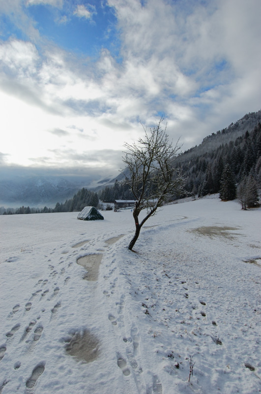 Albero solo