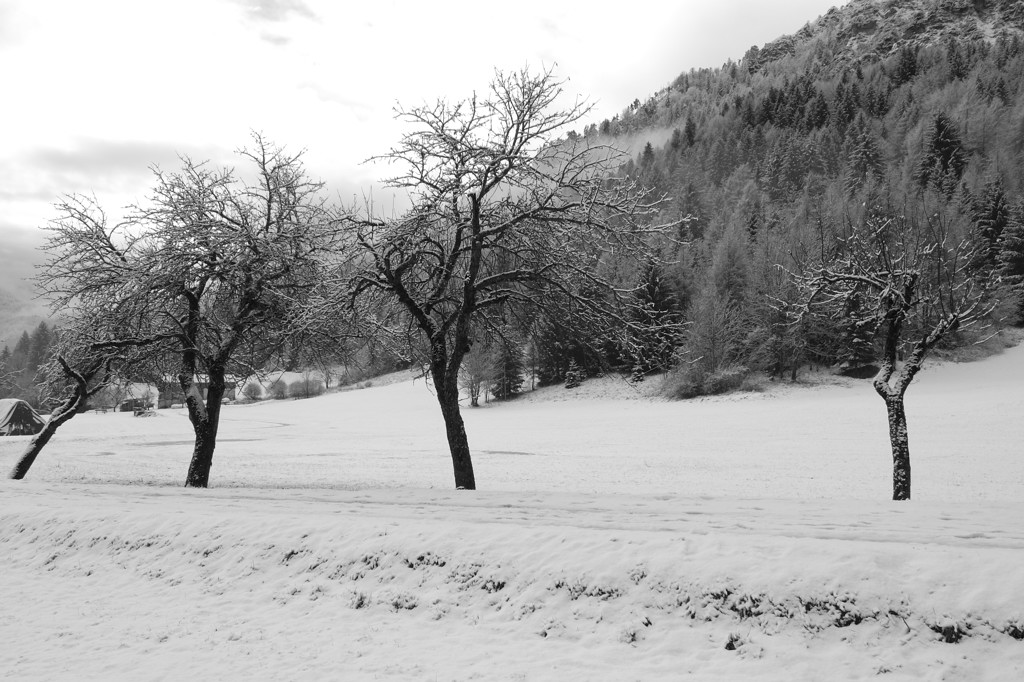 Four Trees