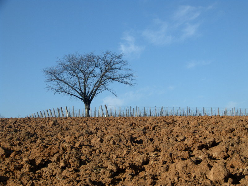 albero