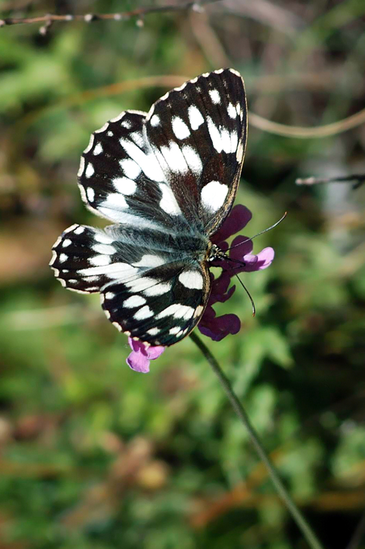 farfalla