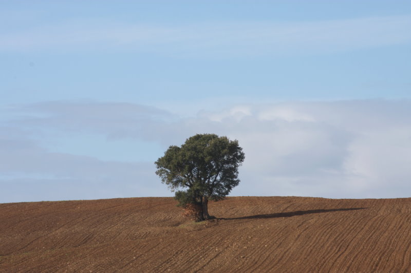 Solitario