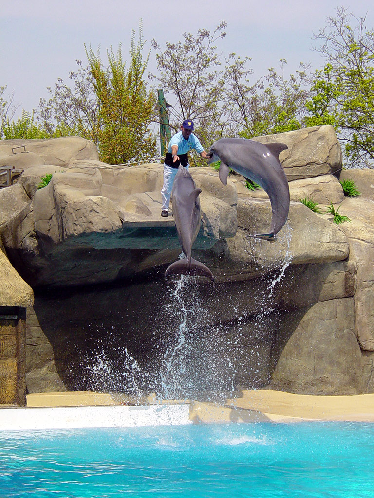 Delfini