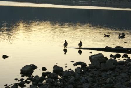 anatre sul lago