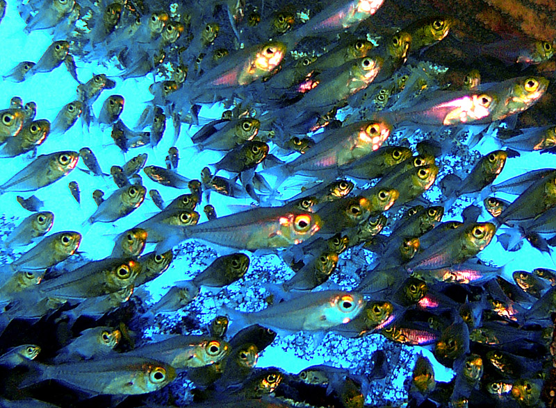 glass fisch