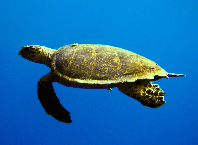 volteggio marino