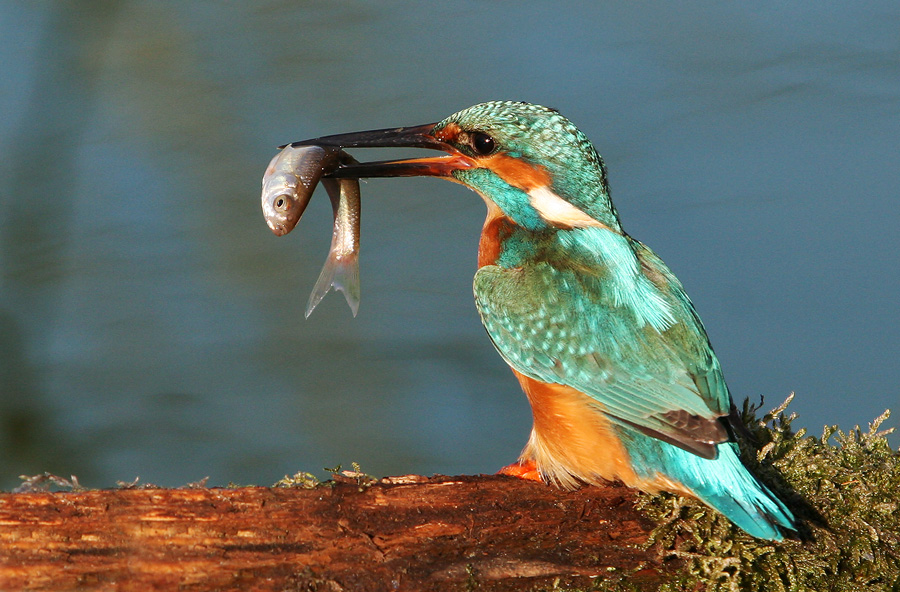 Martino con pesce (di pigualdo)