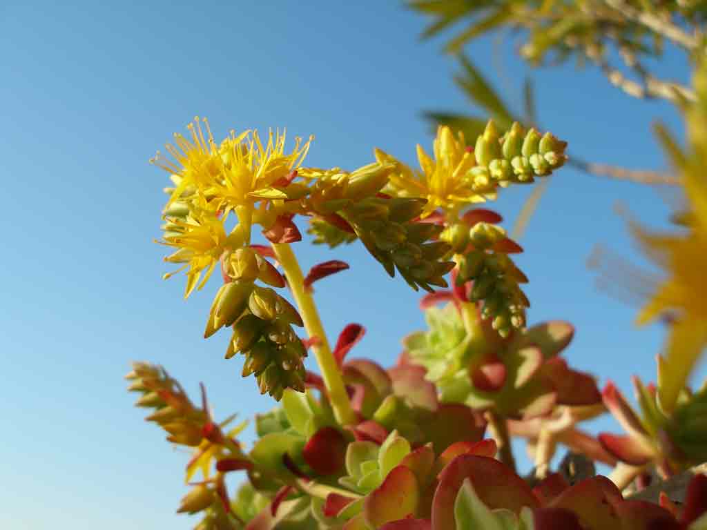 Giallo