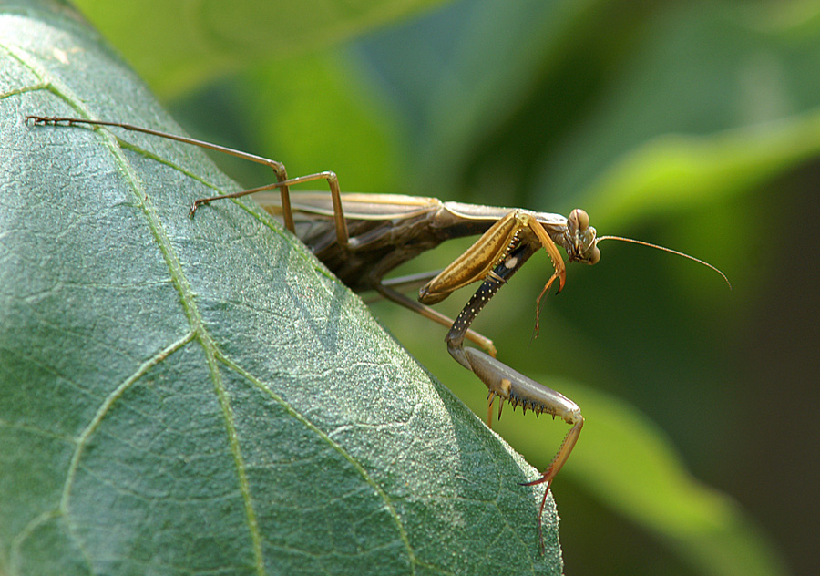 Mantide in giardino