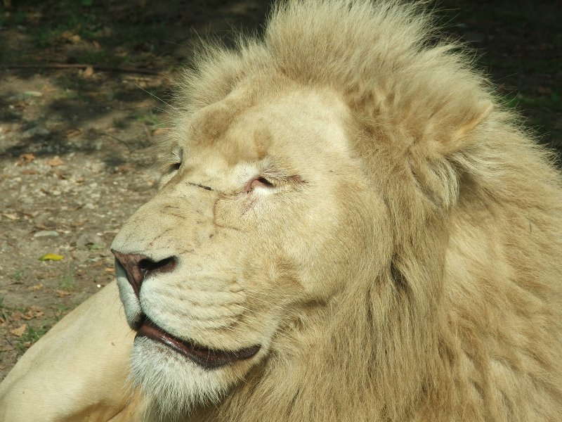 Leone albino