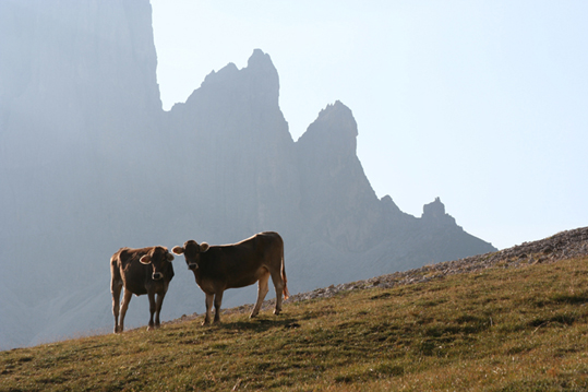 Colazione al pascolo