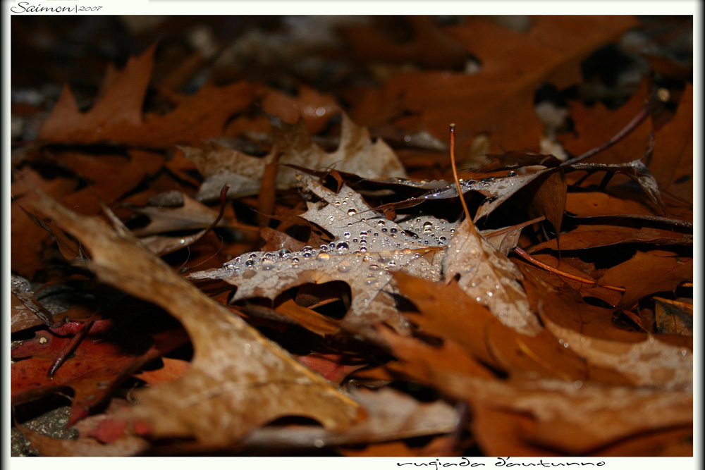 Rugiada d'autunno