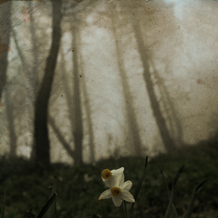 due narcisi (di aluccia)