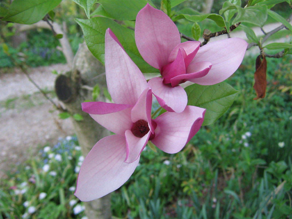 Fiori 009