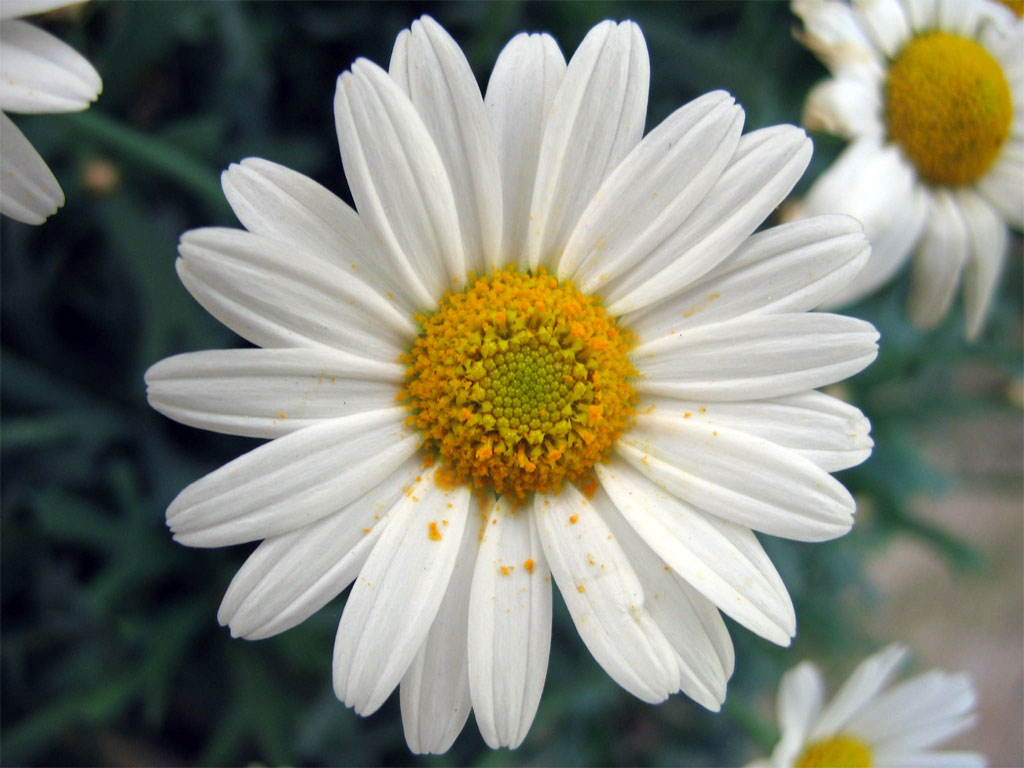Fiori 011