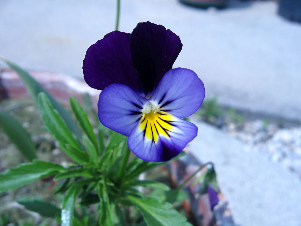 Fiori 029