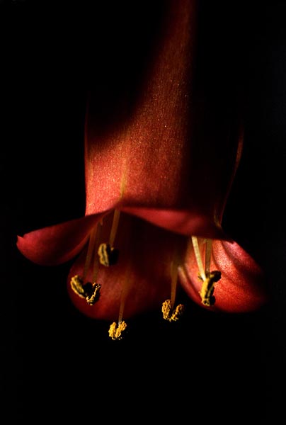 Fiore 01