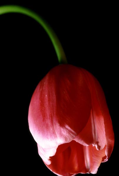 Fiore 02