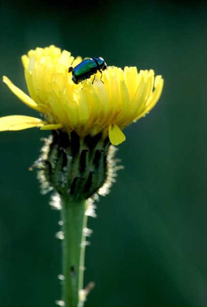Fiore 04
