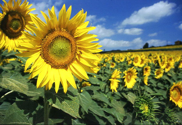 Girasole