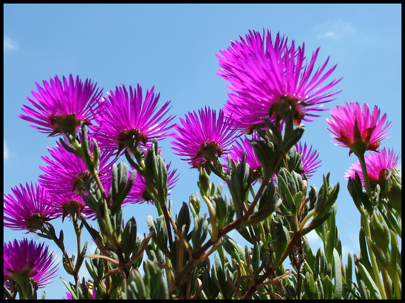 Fiori
