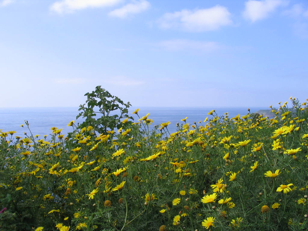 Un mare di fiori